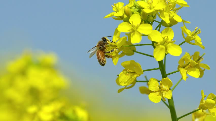 Full-bloomed rape blossoms swaying in the wind, honeybees and blue sky