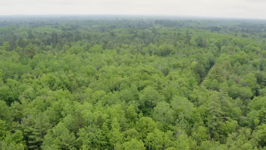 Simple drone dolly shot of beautiful green forest on a hazy day in Northern Michigan