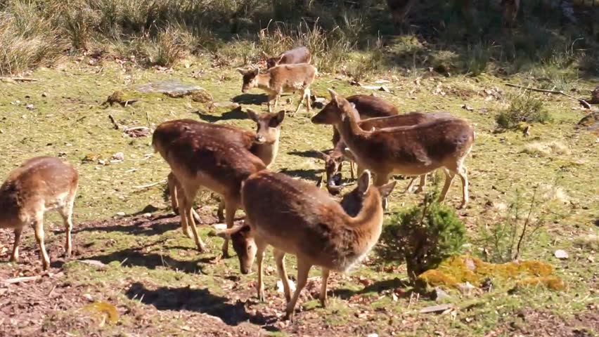 A video of a group of deer in the wild nature. 
