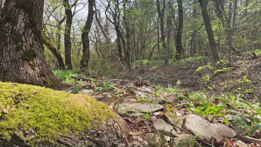 Older Man enjoys leisurely springtime nature walk in forest woodland