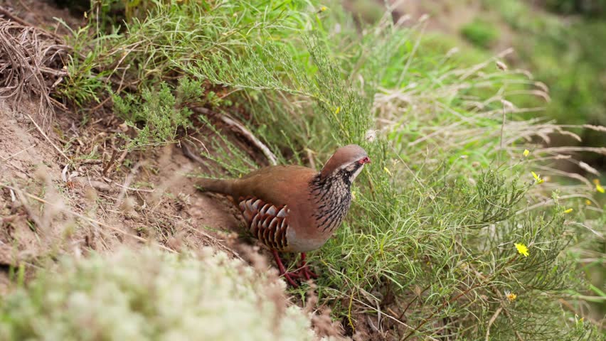 A red-legged partridge is eating in the mountains of madeira.