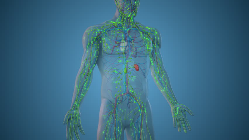 Anatomy of Lymph Nodes and Lymph Flow