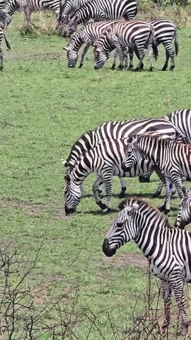 Zebra herd peacefully grazing across lush green savannah grasslands in Kenyan wildlife habitat, showcasing natural herding behavior of African plains zebras