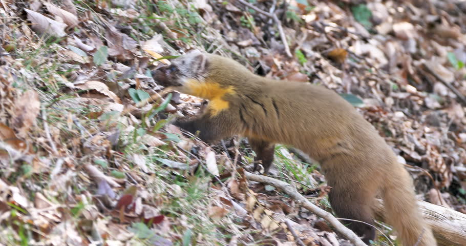Side view of Japanese marten(Martes melampus) walking in forest