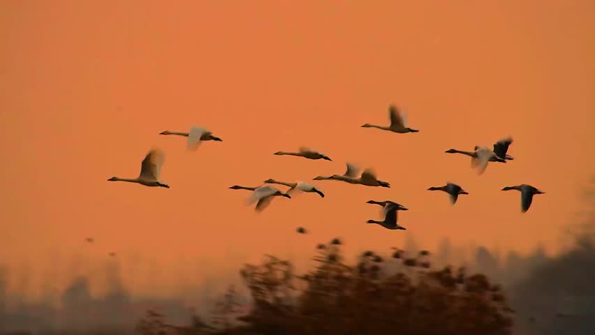 A flock of swans taking off from the water