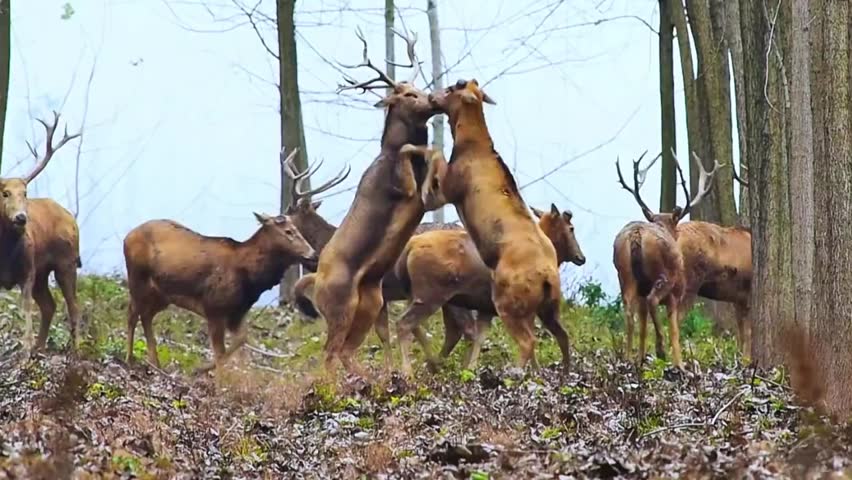 Two male elks fighting on trees 