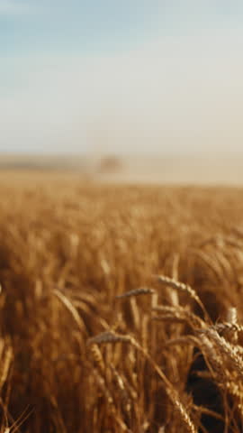 Summer in countryside, beautiful agricultural field with golden ripe rye ears, growing cereals in farmland. Breathtaking scenery in farm in harvest season, amazing landscape, slow motion shot outdoors