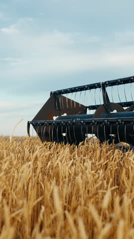 Agriculture and agribusiness, harvesting machine in farmland, organic cereals growing in ecological area. Vertical video in agricultural field in harvest season, professional agro machinery working