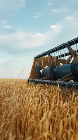 Agriculture and agribusiness, harvesting machine in farmland, organic cereals growing in ecological area. Vertical video in agricultural field in harvest season, professional agro machinery working