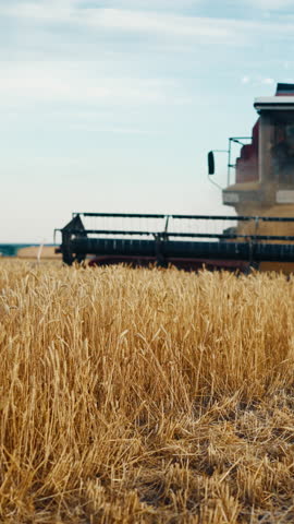 Harvester machine working on golden field with ripe cereals, harvesting season in farmland. Vertical video with agricultural machinery in countryside, slow motion, economy and agroindustry complex