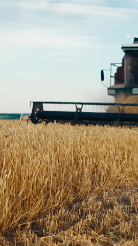 Harvester machine working on golden field with ripe cereals, harvesting season in farmland. Vertical video with agricultural machinery in countryside, slow motion, economy and agroindustry complex