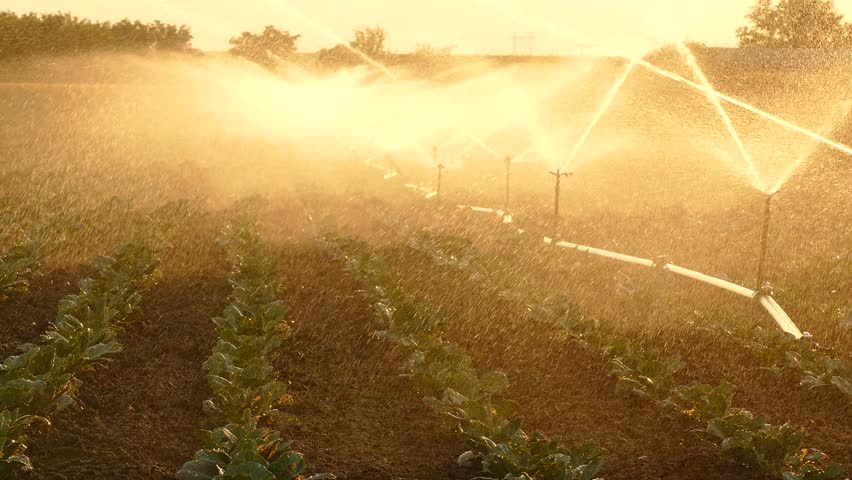 Irrigation system on agricultural cabbage field at sunset, watering helps the vegetables to grow in the dry season, close up