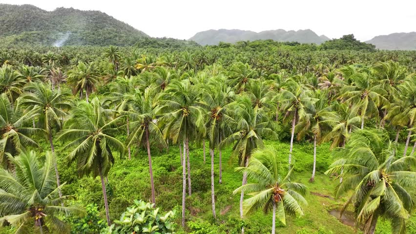 Aerial close up over palm trees, coconut plantation, rainforest. Siargao, Philippines.