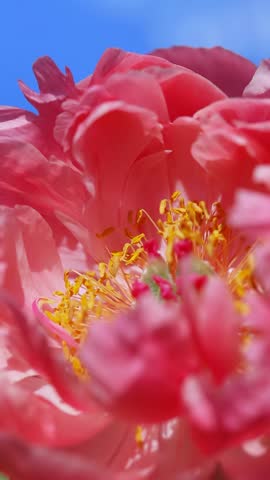 Macro video shot of a pink peony flower against a clear blue sky. Blooming in the garden, floral nature background