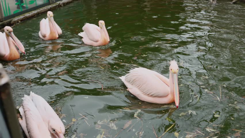 A pink pelican floats gently on the water, its soft plumage contrasting with the dark, rippling surface. The bird