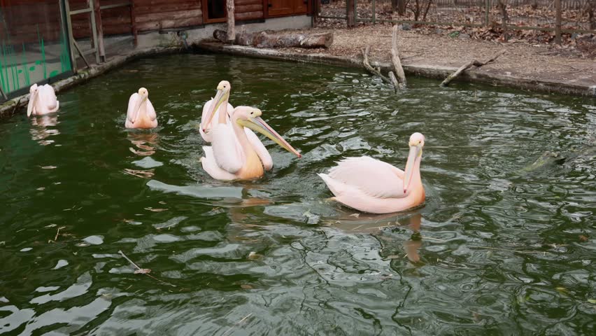 A pink pelican floats gently on the water, its soft plumage contrasting with the dark, rippling surface. The bird