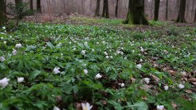 Sustainability and eco-friendly icons animation over aerial view of wheat field. environment, nature, agriculture, green, renewable, technology 4K. - Powered by Shutterstock - Get 15% off with code: PIKWIZARD15