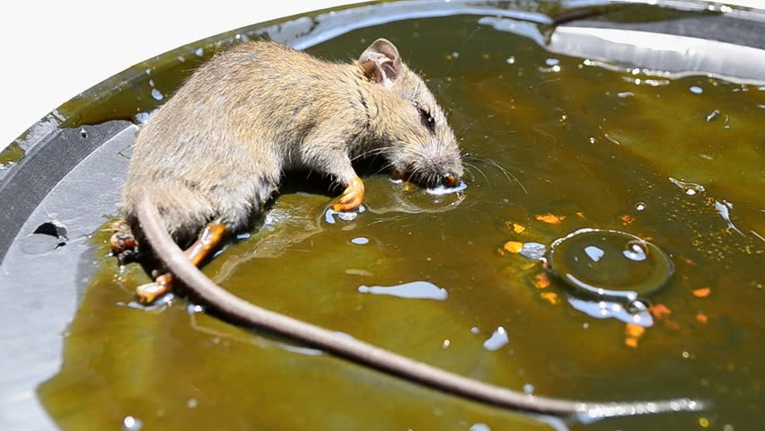 Можно мыть мышей. Мышь плавает. Мышь в воде. Крыса плавает. Крыса купается.