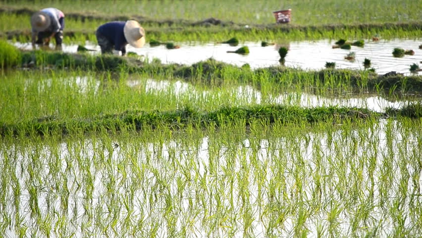 farmer plant rice sprouts in rice farm of thailand