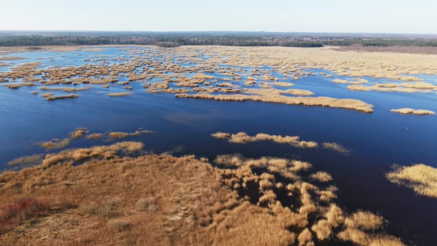 Serene aerial of calm blue lake with reed clusters and nesting bird habitats in sunlight