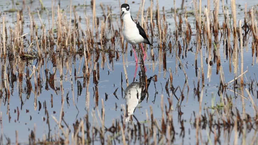 Black-necked stilt (Himantopus mexicanus) stands in still water at Klamath Refuge before taking flight in slow motion during springtime.