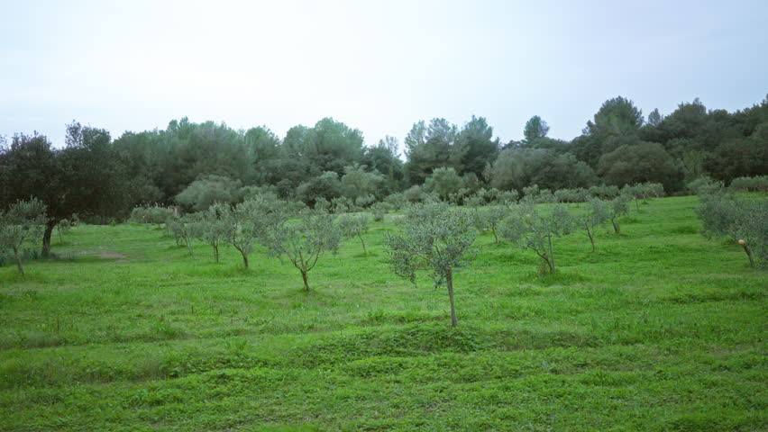 Olive trees fill the lush green mediterranean landscape under a cloudy sky, suggesting serenity and agricultural abundance in the foreground of a vibrant natural setting.