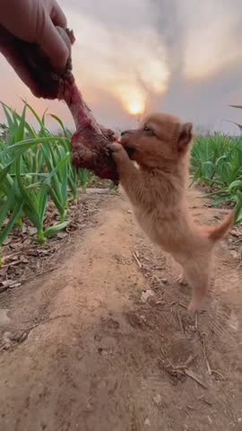 Cute Puppy Eating Raw Meat Outdoors.