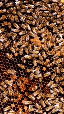 Frames of a bee hive. Beekeeper harvesting honey. Beekeeper Inspecting Bee Hive. The bee smoker is used to calm bees before frame removal.