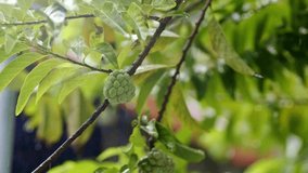 Rain drops falling on sugar apple fruit and tree, rain in background slow motion - Powered by Shutterstock - Get 15% off with code: PIKWIZARD15