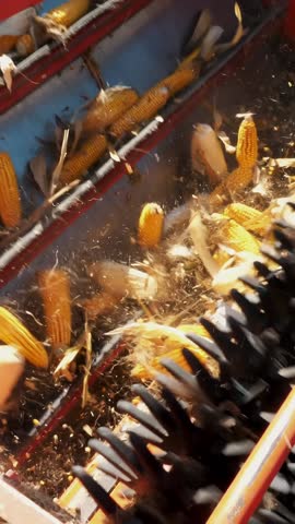 close up, View of filtering process of Fresh ripe corncobs from leaves and stalks on big red combine harvester machine. early autumn. corn harvest. Agriculture.