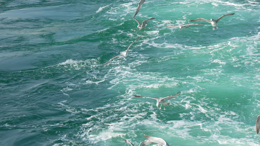 Seagulls Ocean Feeding Frenzy: Birds Diving Coastal Waters for Fish