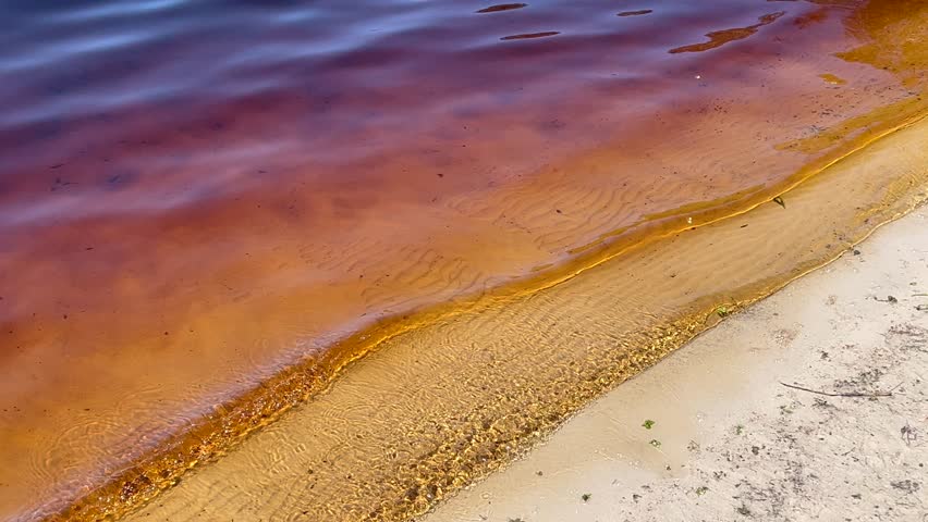 The fresh water of Lake Ainsworth with dark tannins from the surrounding paperbark tea trees in Lennox Head New South Wale, Australia.