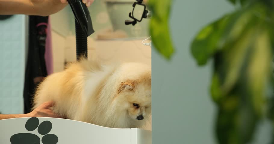 At a pet grooming salon, a middle-aged male groomer is drying the fur of an adorable Pomeranian dog with a blow dryer. An adorable Pomeranian dog being groomed at a pet grooming salon.	
