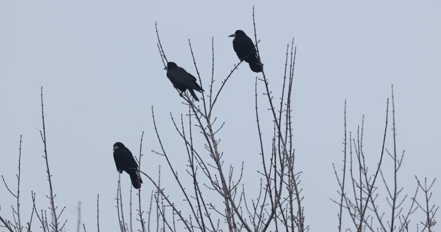 Three crows sitting on bare tree branches in dull winter weather