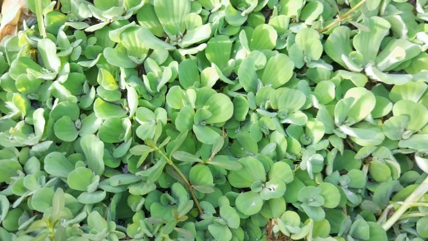 close-up bunch of water lettuce (Pistia stratiotes) on rice field