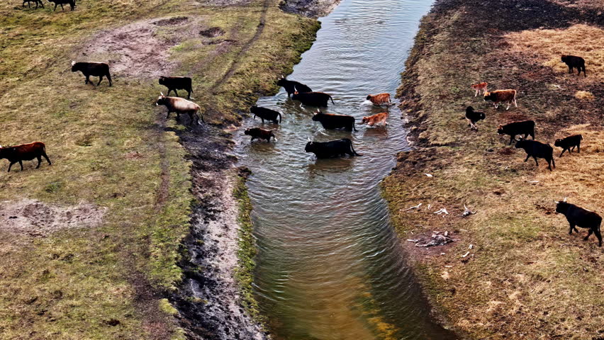 Flock of cows crossing water canal, aerial drone view