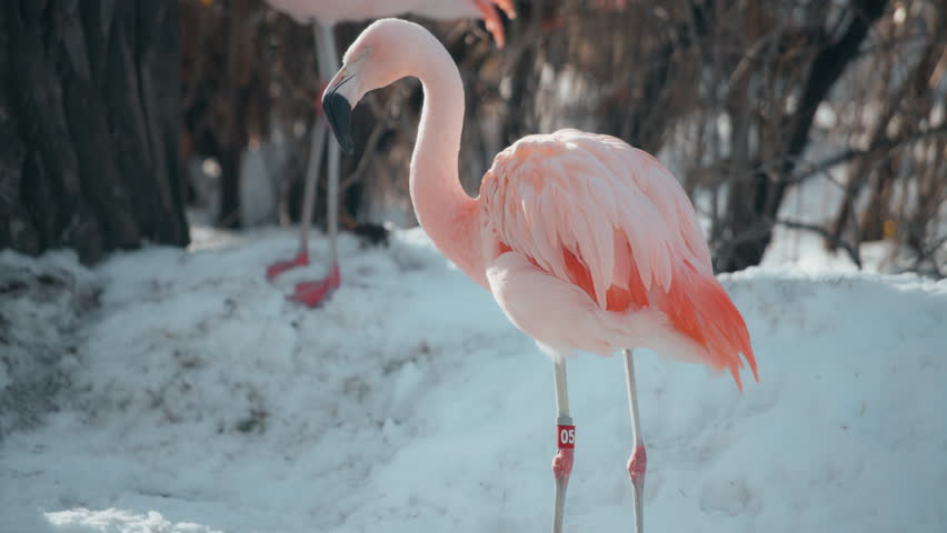 Pink flamingo cleaning feather, surrounded by snow in the zoo. Slow motion.