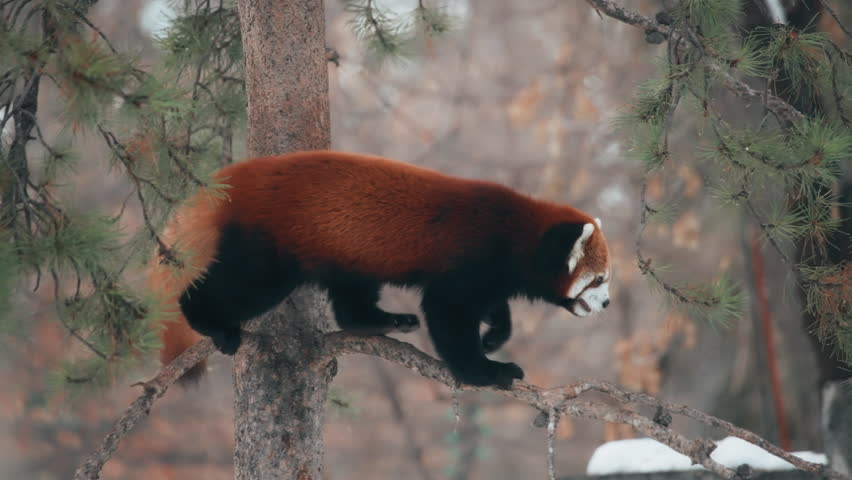 Red panda walking on the thin pine tree branch in the woods. Slow motion.