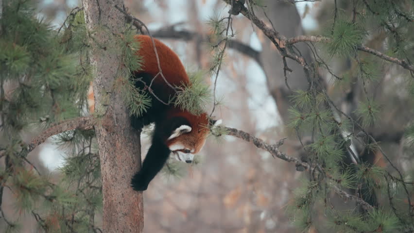 Two red pandas explore pine tree in the forest. Slow motion.
