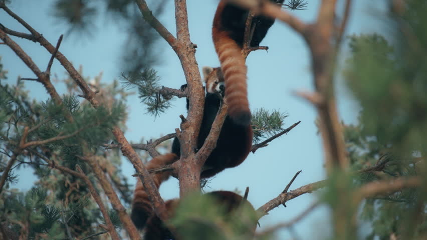 Group of red pandas resting on a pine tree in the woods. Slow motion.