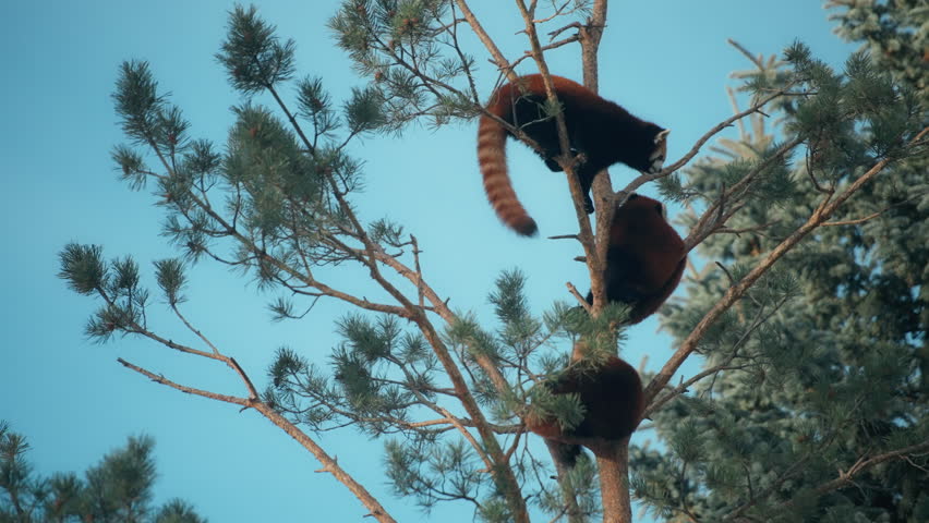 Red panda trying to climb the another pine tree. Slow motion.