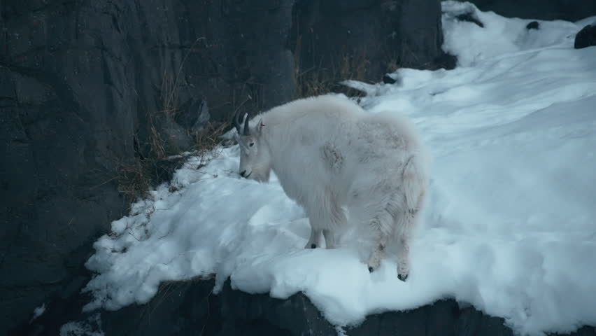 Rocky Mountain goat standing in the snow near the rocky wall. Slow motion.