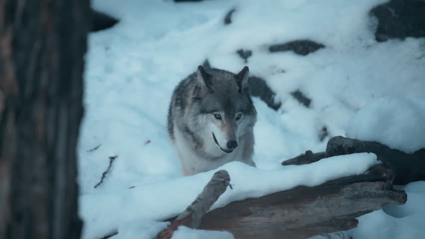 Grey wolf walking in the forest during winter. Slow motion.