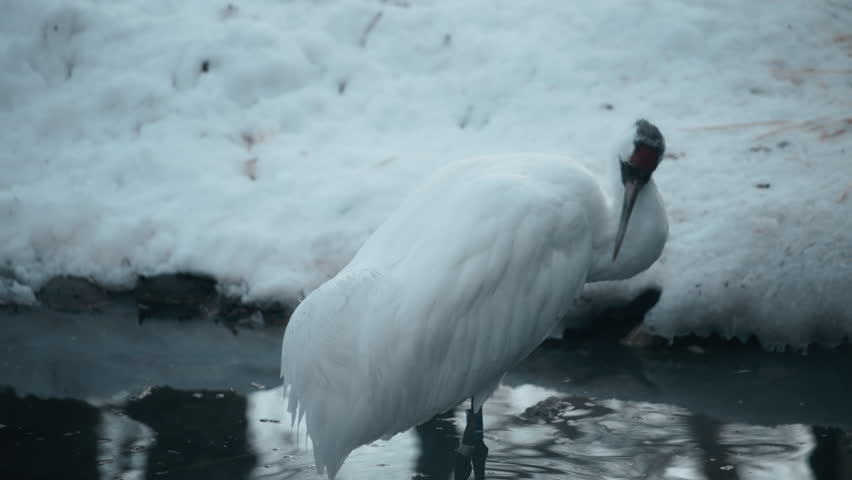 Whooping crane bird cleaning its feather in the pond in winter. Slow motion.