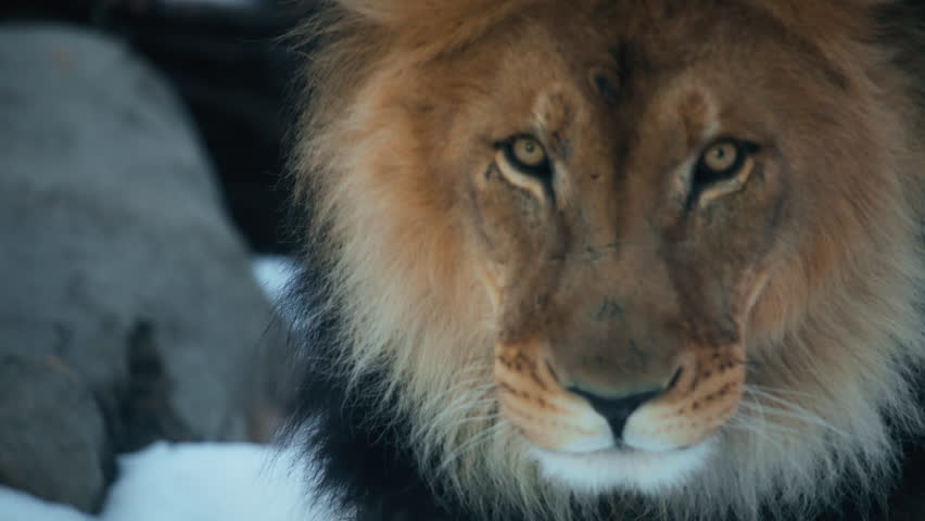 Close up of a lion's face walking and looking to the camera. Slow motion.