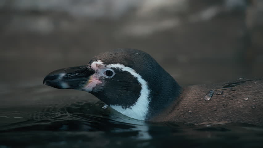 Close up of a Humboldt Penguin swimming in the water. Slow motion.