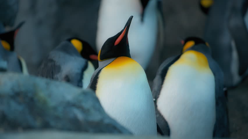 Close up of a colony of Giant King Penguins. Slow motion.