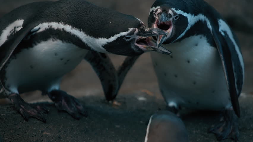 Two Humboldt Penguins fighting with their beaks. Slow motion.