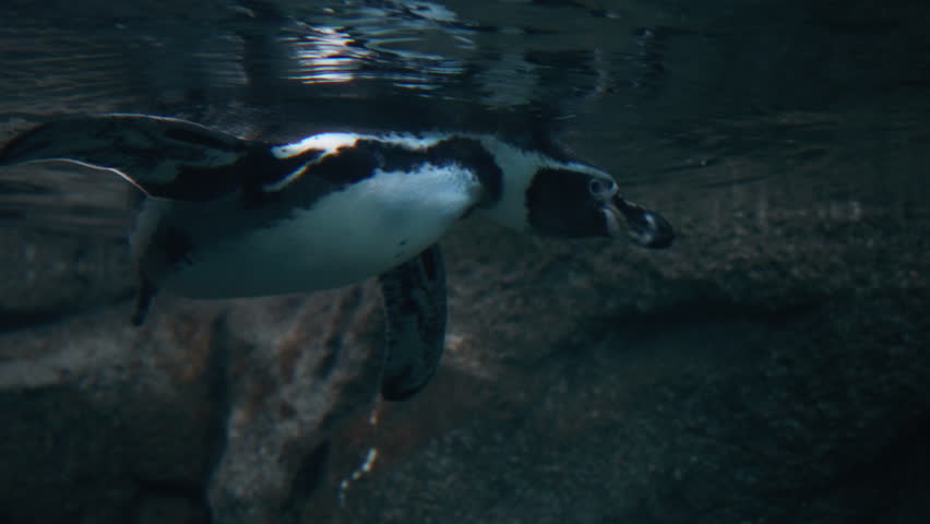Underwater view of a Humboldt Penguin scratching its ear. Slow motion.