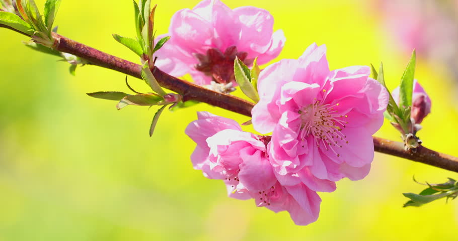Cherry blossoms and rape blossoms in full bloom